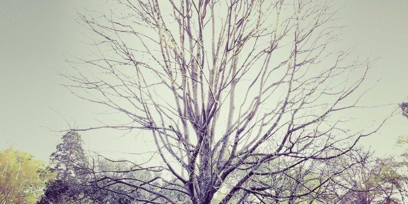 从车友社区热议到未来蓝图：汽车内饰深度清洁与消毒服务的标准化革命